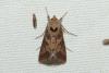 Autographa gamma